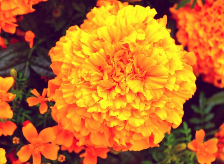 Marigold-updated-October birth flower 1920x1280px