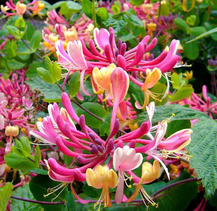 honeysuckle_june_birth_flower_1018x1280px_pixabay_full_width.jpg