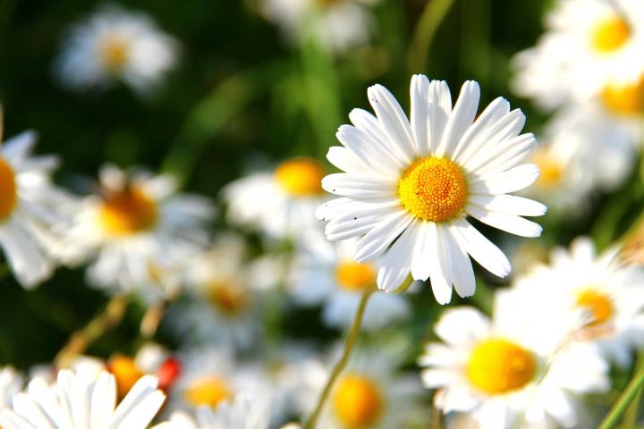 Daisy-April birth flower 1920x1280px Pixabay