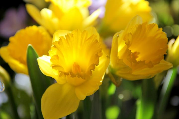 Daffodils multiple yellow March birth flower 1920x1280 pixabay