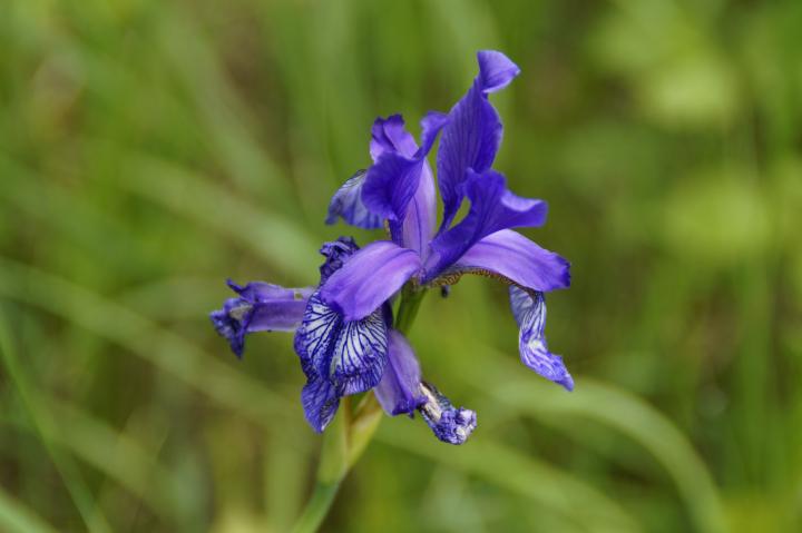 Siberian Iris Purple