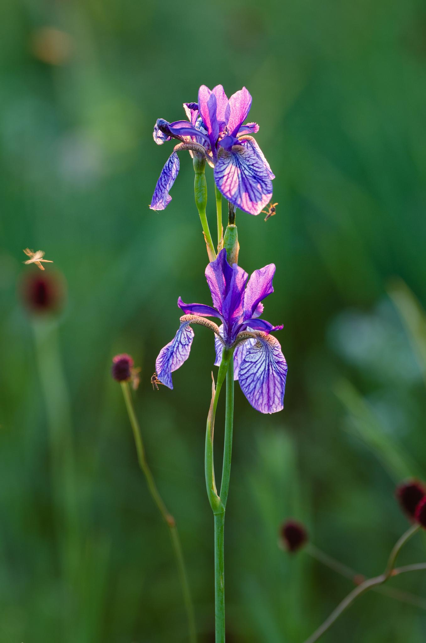 anna_bogush_shutterstock_iris_full_width.jpg