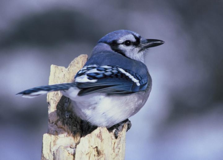 Blue Jay