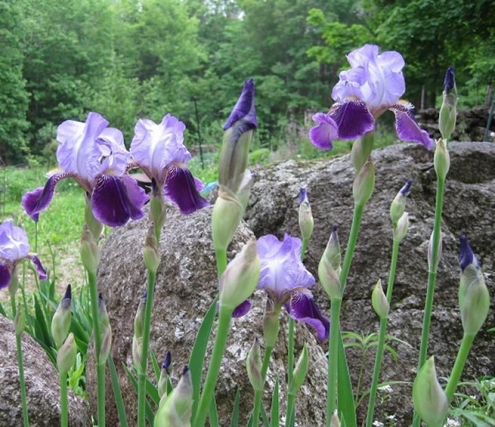 Iris Crop