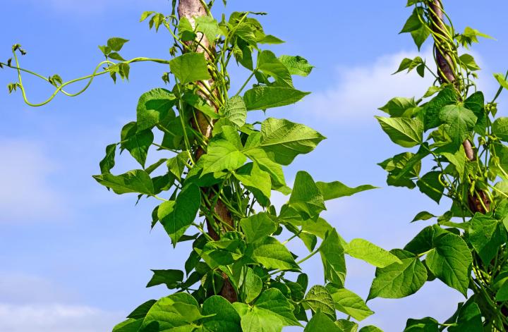 smereka_shutterstock_pole_beans_full_width.jpg