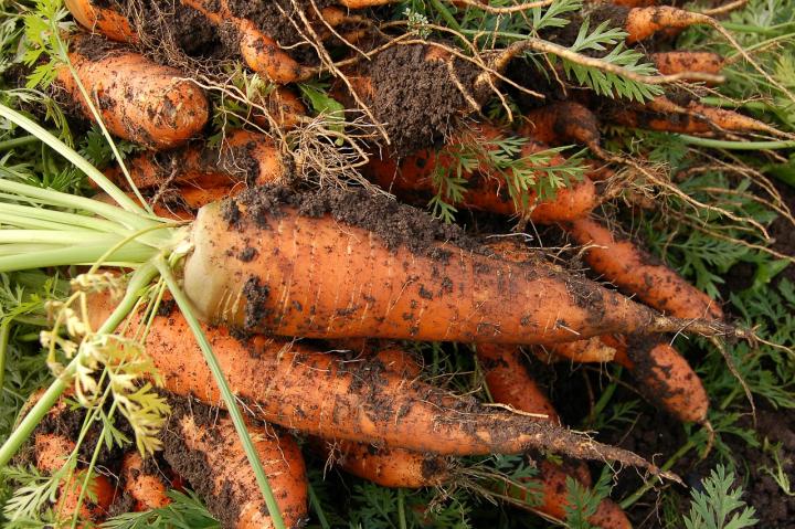 carrot-551661_1280_full_width.jpg