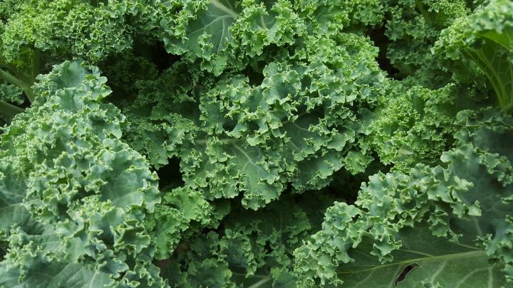 kale-852033_1280_0_full_width.jpg