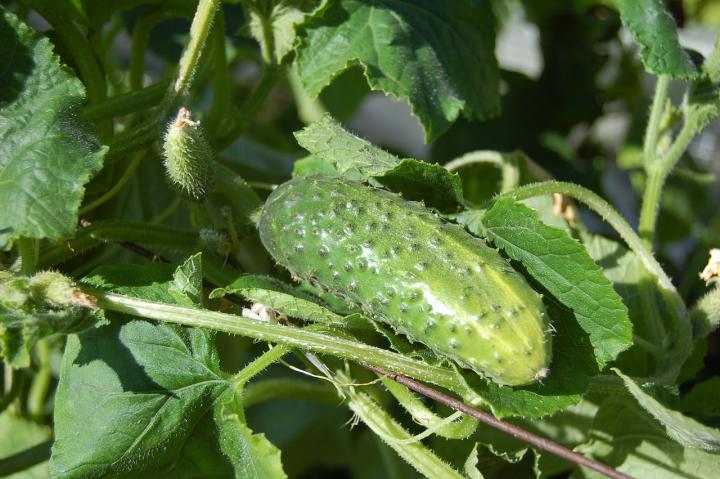 cucumbers-950695_1280_full_width.jpg