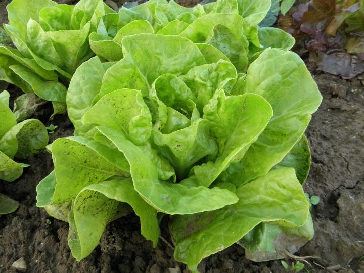 lettuce-176840_1280_full_width.jpg