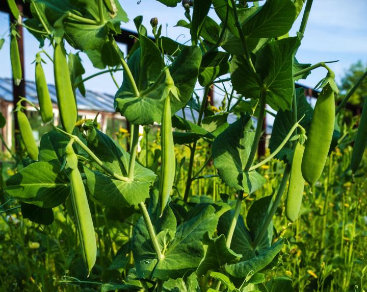 digicake_shutterstock_peas_full_width.jpg