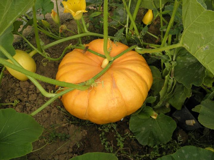 pumpkin-175396_1280_full_width.jpg