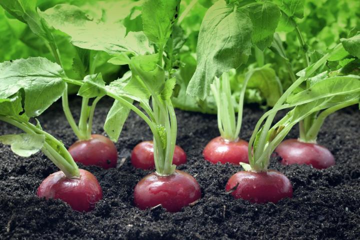 udra11_shutterstock_radishes_full_width.jpg