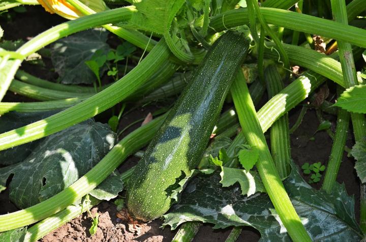 zucchini-847094_1280_full_width.jpg