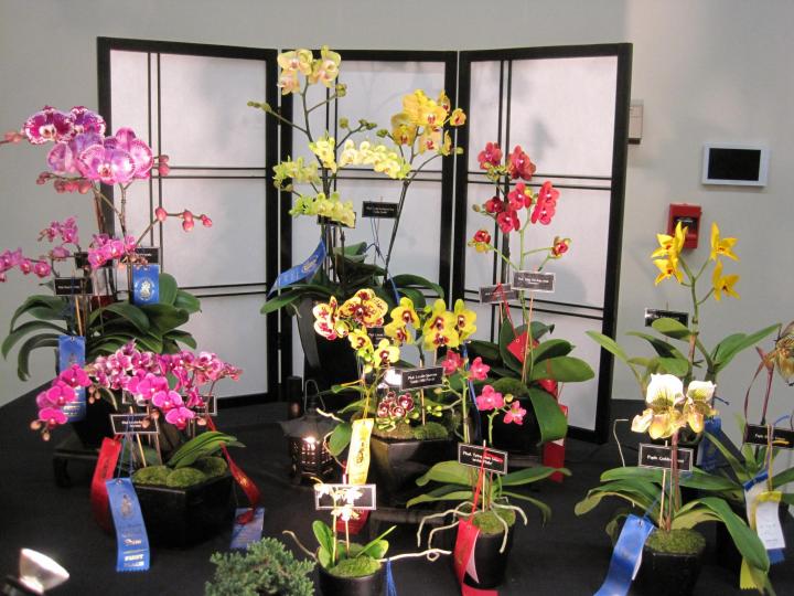 orchid_show_2016_007_full_width.jpg