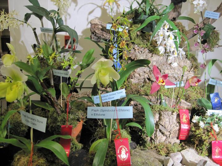 orchid_show_2016_013_full_width.jpg