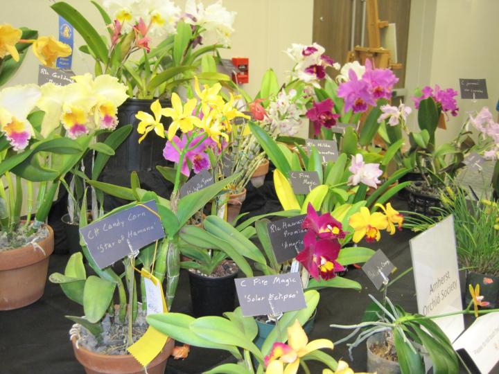 orchid_show_2016_015_full_width.jpg