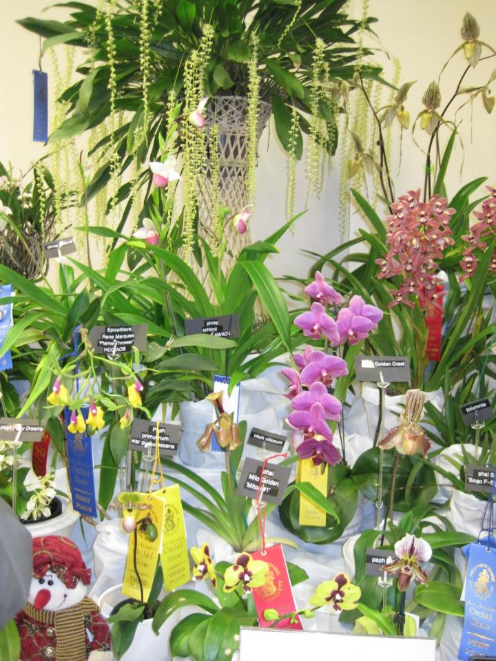 orchid_show_2016_011_full_width.jpg