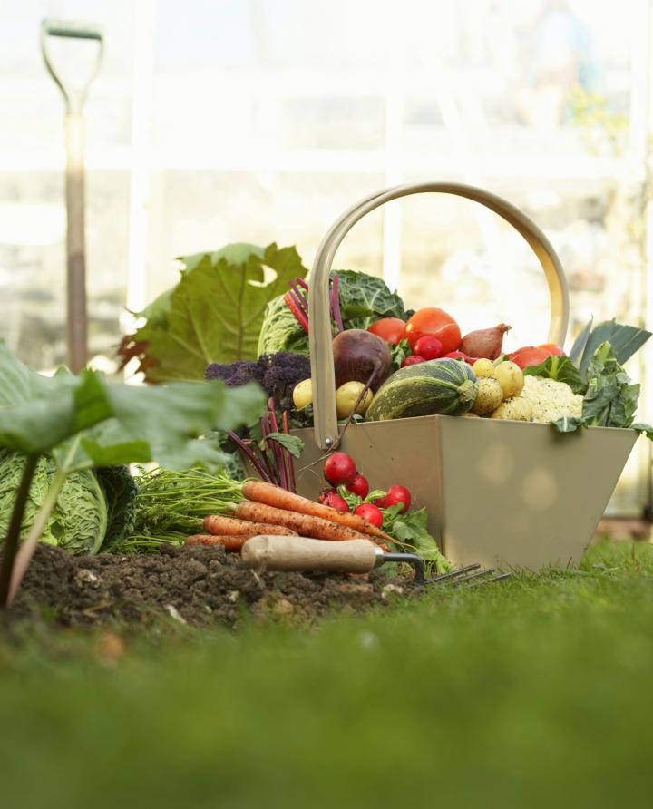 Vegetable Basket