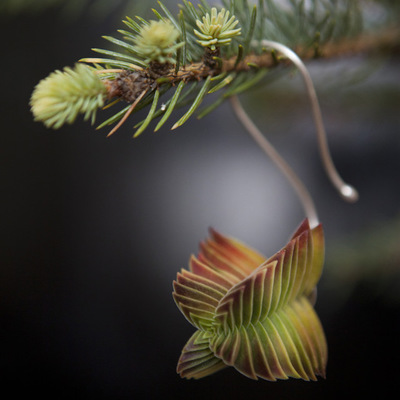 Modern Christmas Ornaments by Flora Grubb Gardens