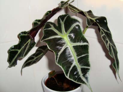 Alocasia 'polly' leaves