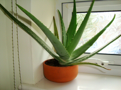 Aloe Vera houseplant in a bright sunny window