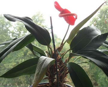 Photo of the Flamingo Flower (Anthurium Scherzianum)