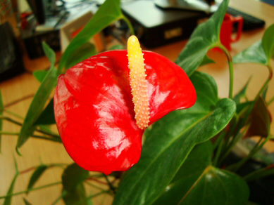 Anthurium Andreanum or the Painters Palette with a flower