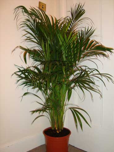 Areca Palms are often large and look great in bigger rooms