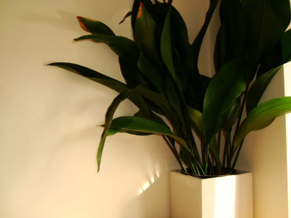 Large Aspidistra in a white pot