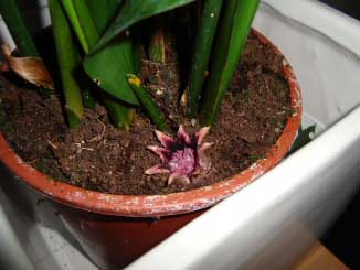 Aspidistra Flower