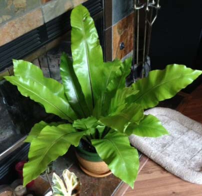 The Bird Nest Fern suits many homes and makes a versatile house plant