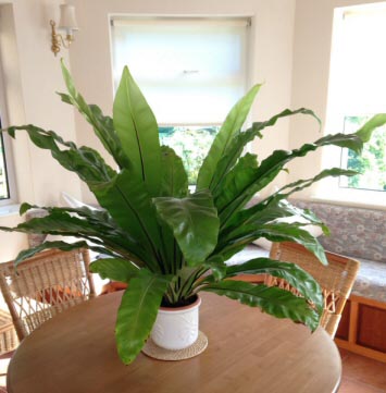 Bird's Nest Ferns do well in quite small pots, but you must still repot them when the time comes