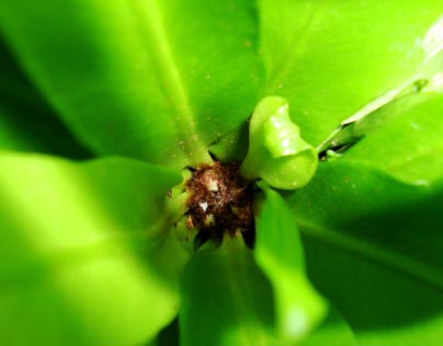 New fronds emerging from the centre of this Asplenium