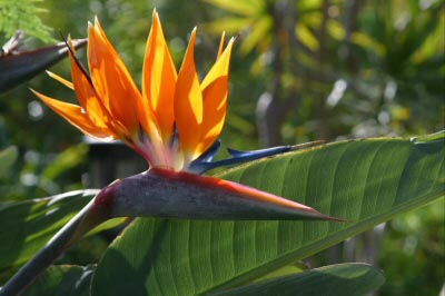 Bird of Paradise - Strelitzia Reginae