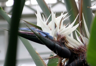 Strelitzia Nicolai flower