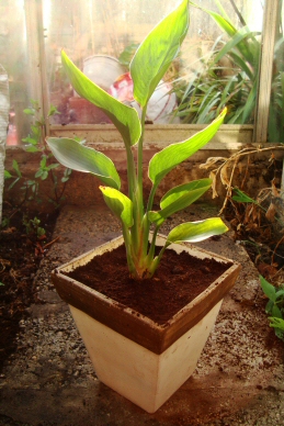 Young Strelitzia in a new pot