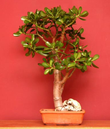 The Jade Plant (Crassula ovata) can make a fantastic Indoor Bonsai Tree