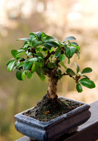 Outdoor Bonsai and Indoor Bonsai can make good houseplants although the former only for a few days at a time