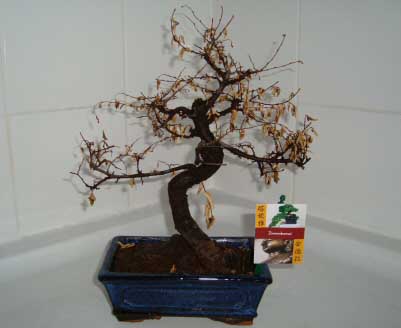 A Bonsai tree needs regular watering to prevent it from dying