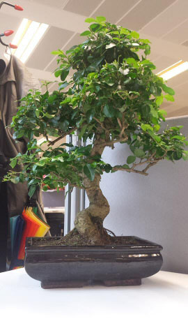 It takes time for a Bonsai to reach a mature height, but when it does it looks amazing