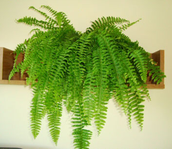 Because the fronds droop downwards as they age, they look very nice some where higher up