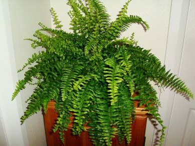 The Boston Fern looks fantastic as a stand alone plant