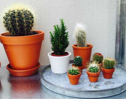 A group of small cacti suitable as houseplants