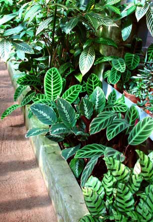 For Calathea to thrive as house plants, high humidity, temperatures and lots of water is needed