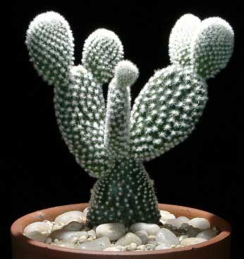 Pretty to look at, nasty to touch, cactus with Glochid spines