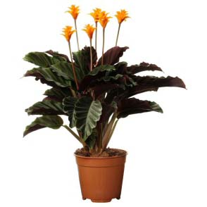 Calathea crocata is the only indoor Calathea that flowers