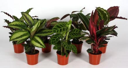 Calatheas can make great house plants and there are many to choose from