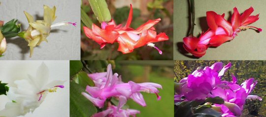 The Christmas Cactus comes in many different colours