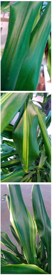 Three Dracaena fragrans cultivars, massangeana, lindenii and victoria