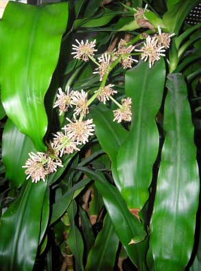 The flowers of the Corn Plant are rare but smell amazing when in bloom